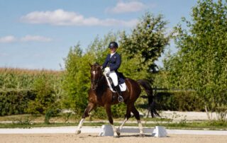 complete-guide-to-dressage-levels
