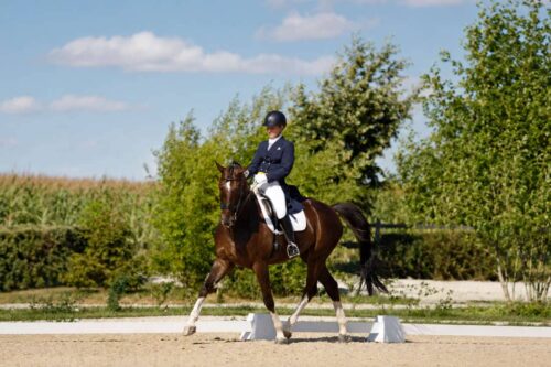 complete-guide-to-dressage-levels