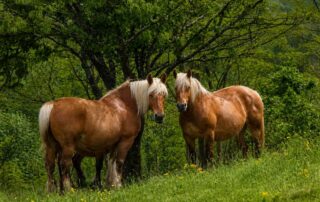 comtois-horse-breed-profile