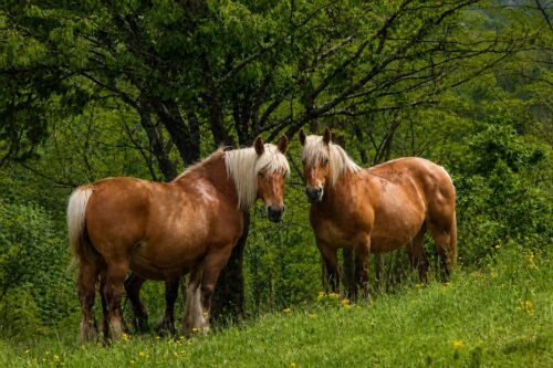 comtois-horse-breed-profile