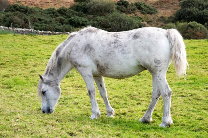Connemara pony