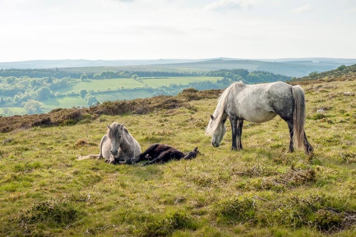 Dartmoor ponies