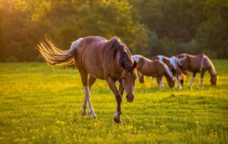 day-blooming-jasmine-poisoning-in-horses