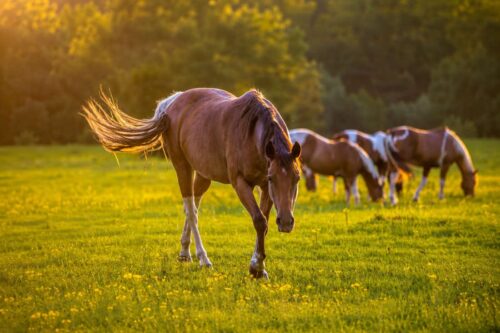 day-blooming-jasmine-poisoning-in-horses