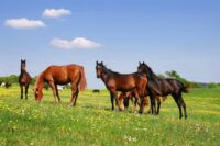Death Camas Poisoning in Horses: Identification, Risks & Prevention