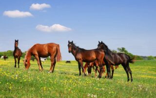 death-camas-poisoning-in-horses