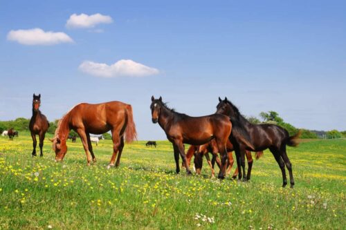 death-camas-poisoning-in-horses
