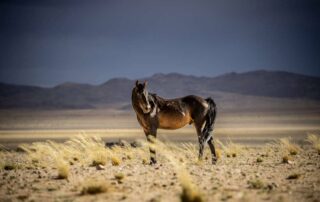 desert-rose-poisoning-in-horses