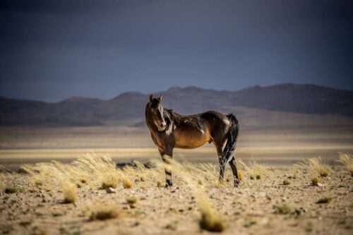 desert-rose-poisoning-in-horses