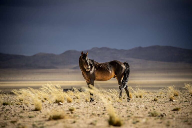 desert-rose-poisoning-in-horses