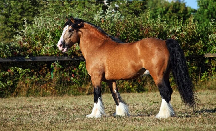 draft horse
