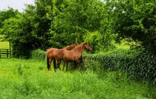 english-ivy-poisoning-in-horses
