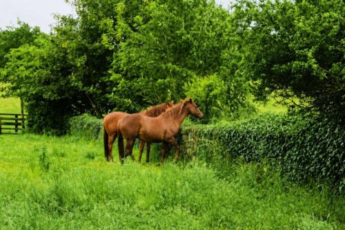 english-ivy-poisoning-in-horses