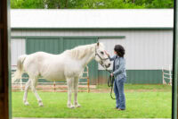 Enrofloxacin for Horses: Uses, Side Effects & Status in Competition