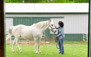 enrofloxacin-for-horses