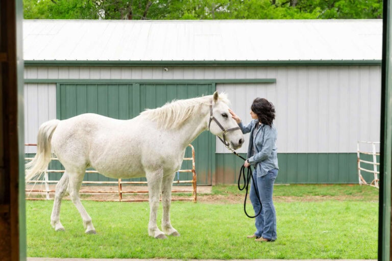 enrofloxacin-for-horses