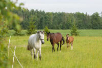 Equine Coital Exanthema (ECE): Symptoms, Treatment & Prevention