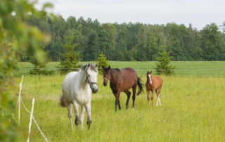 equine coital exanthema
