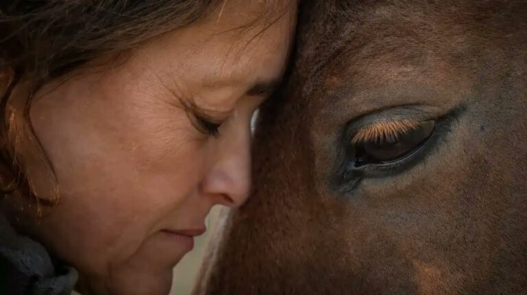 Equine Solace