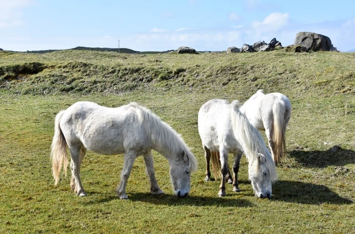 Eriskay ponies