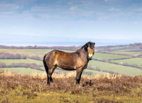 Exmoor pony