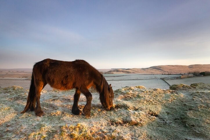 Fell pony