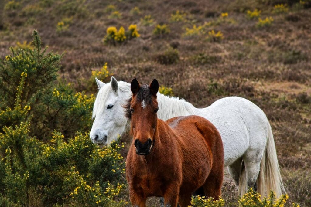 Fetterbush (Doghobble) Poisoning in Horses: Signs, Treatment & Prevention