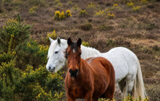 fetterbush-poisoning-in-horses