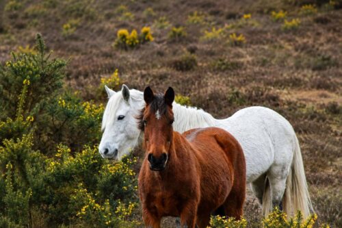 fetterbush-poisoning-in-horses