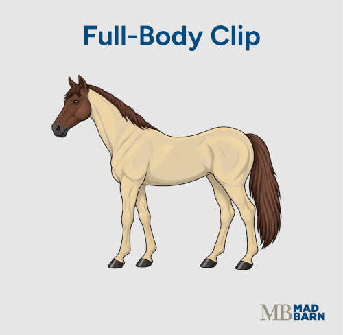 full body clip on a horse