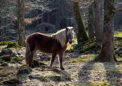 Gotland pony