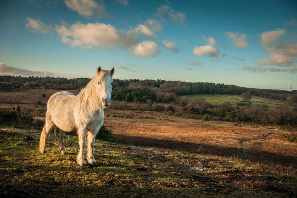Pony Breeds Guide: Characteristics, Health & Nutrition