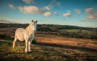 guide-to-pony-breeds