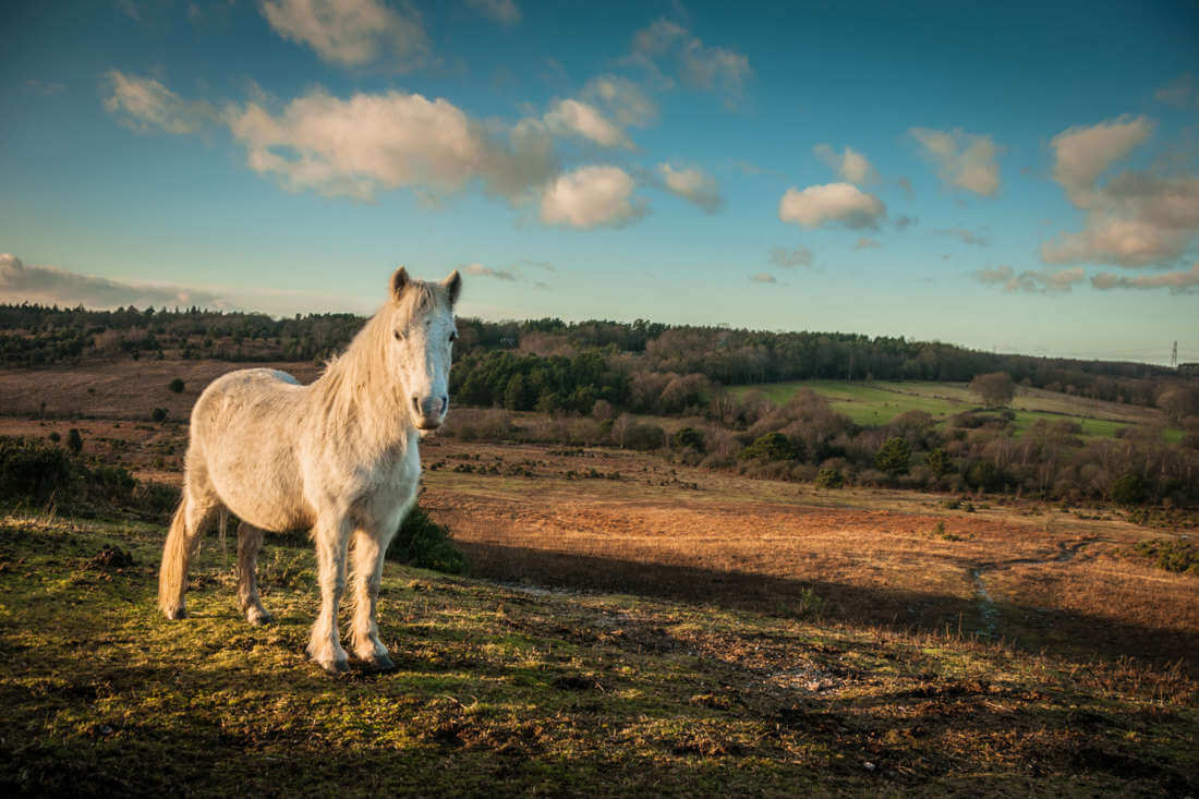 Pony Breeds Guide: Characteristics, Health & Nutrition
