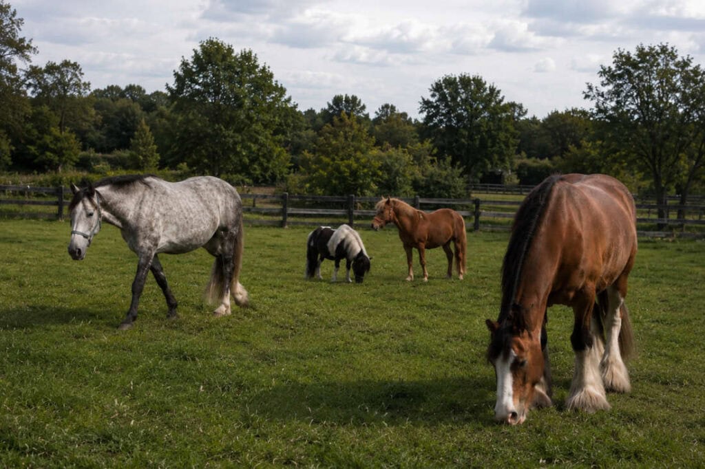 Types of Horses: Guide to Breeds, Classifications & Sizes