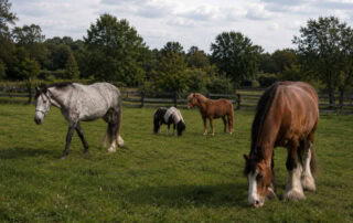 guide-to-types-of-horses