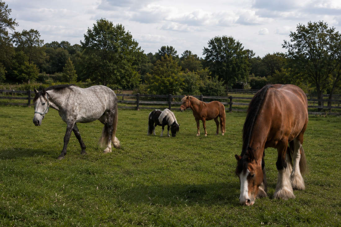 Types of Horses: Guide to Breeds, Classifications & Sizes