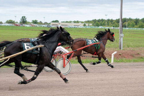 harness-racing-discipline-guide