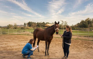 horse-bill-of-sale-agreements