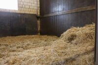 Why is My Horse Eating Bedding? Possible Causes & How to Fix