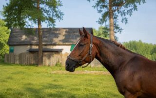 horse-facial-expressions