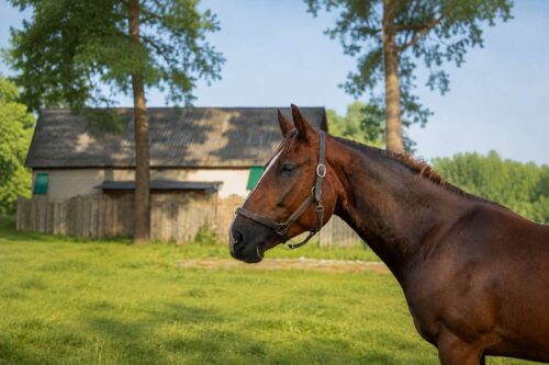 horse-facial-expressions