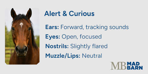 alert horse facial expression