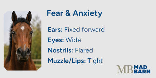 fearful horse facial expression