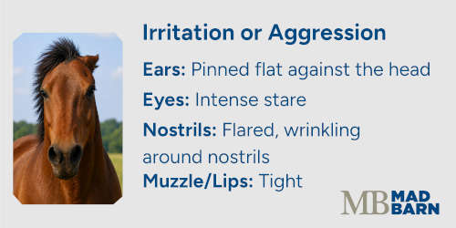 irritated horse facial expression