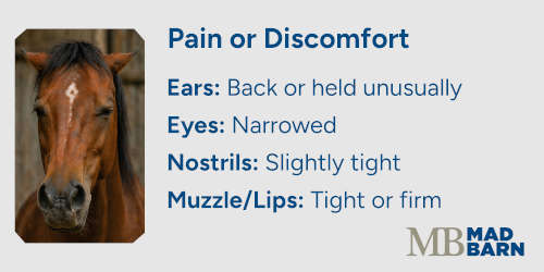horse facial expression showing pain