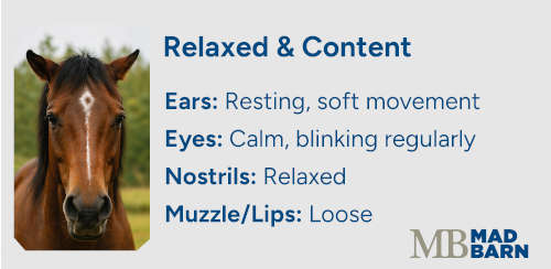 relaxed horse facial expression
