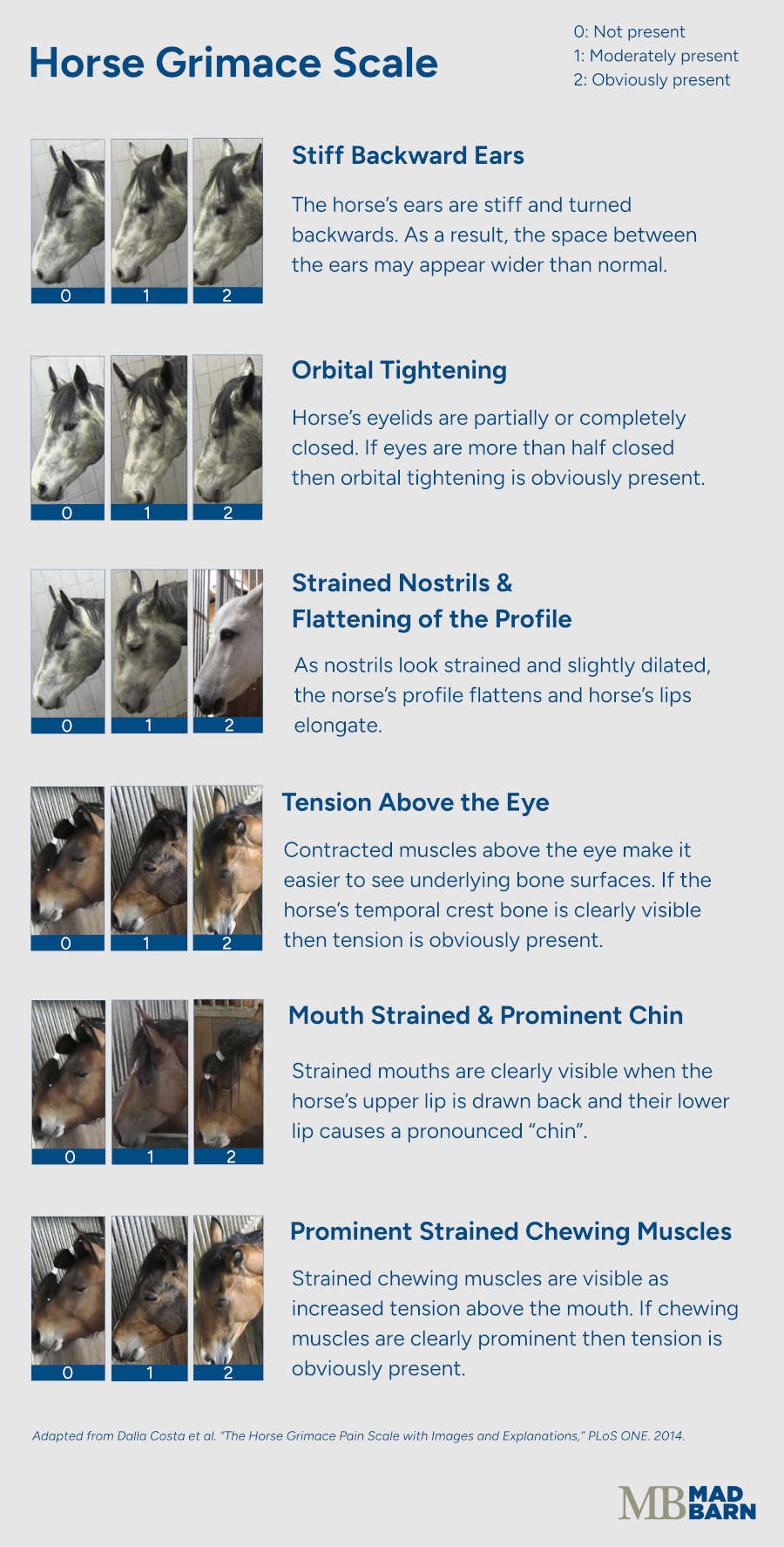 The Horse Grimace Scale