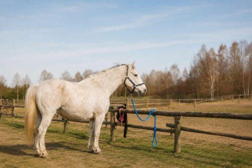 Horses that Lean or Pull on the Tie: Causes & How to Fix