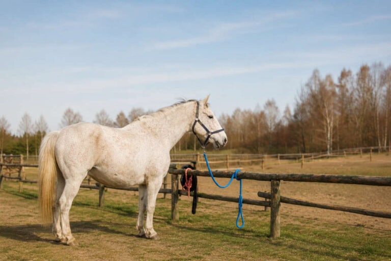 horse-pulling-on-the-tie